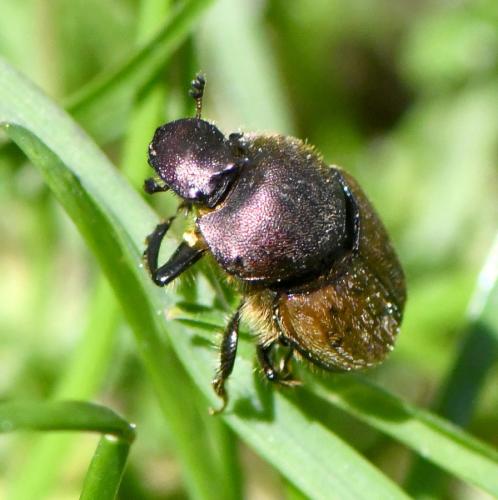 Onthophagus coenobita